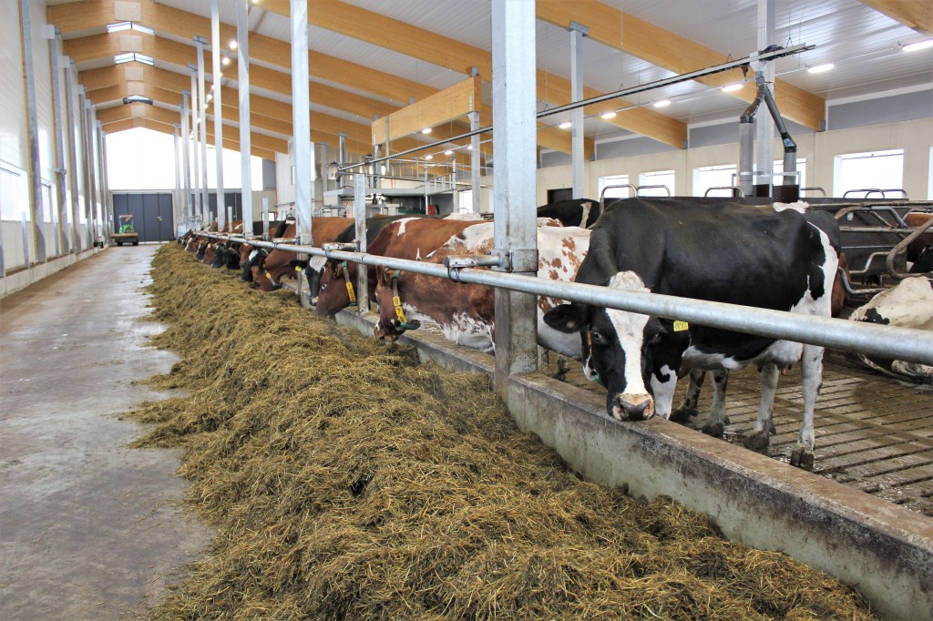 Moderni lypsypihatto, jossa lehmät parhaillaan ovat syömässä.