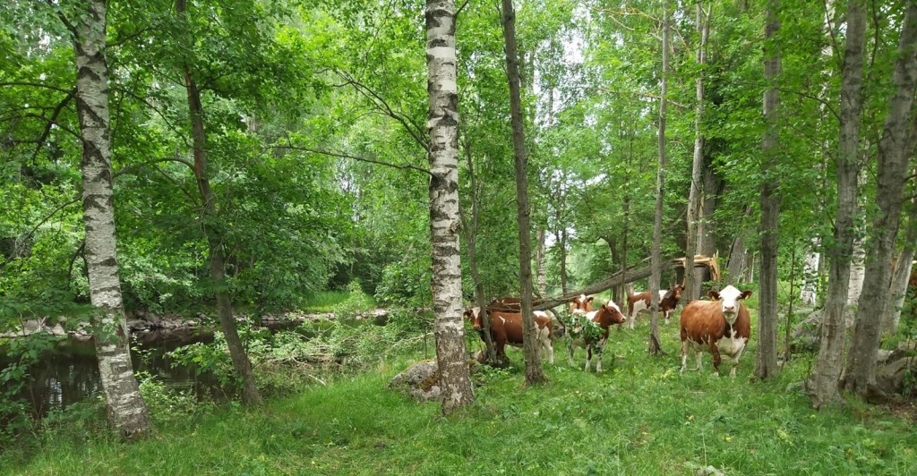 Korna i skogen.