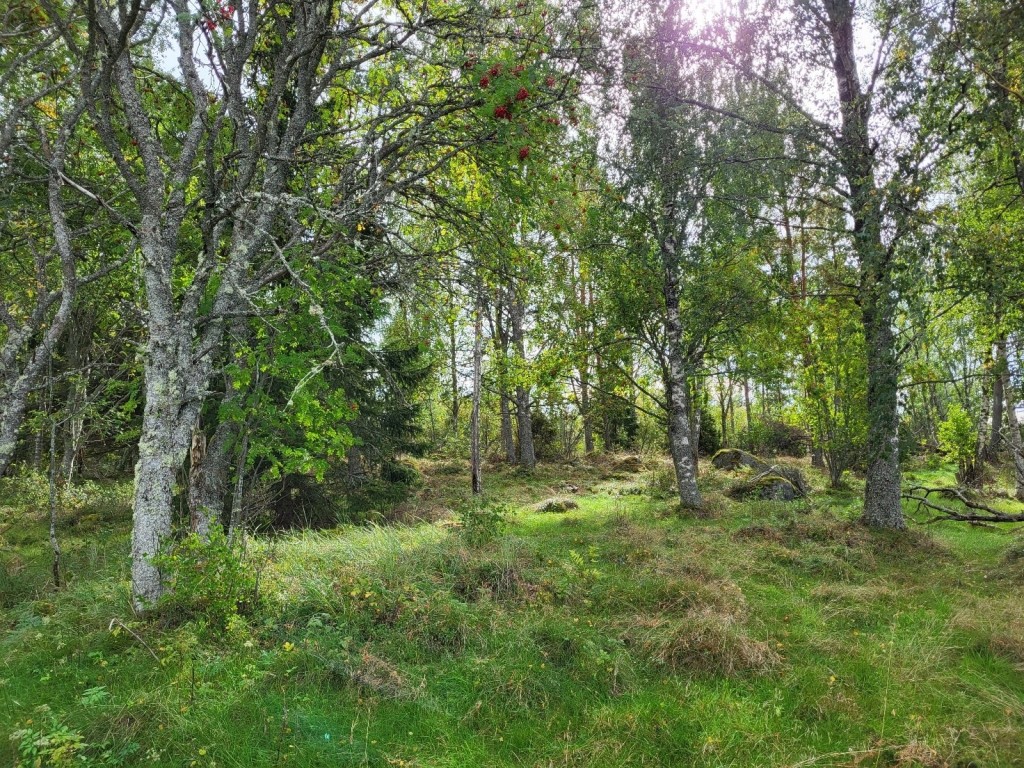 Vedholmens hagmarksområde i Kristinestad.